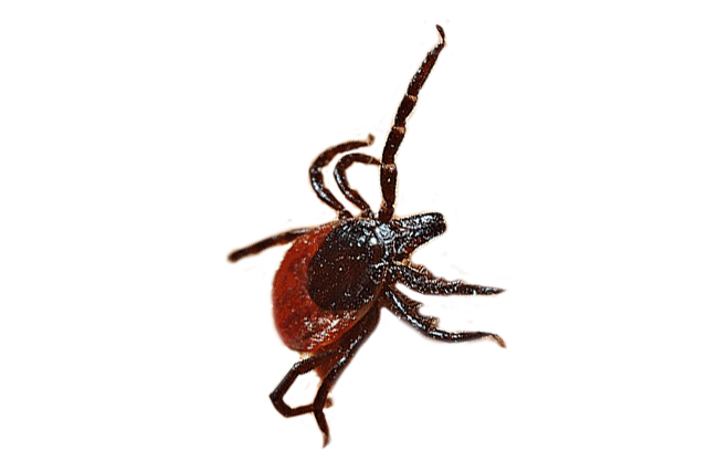 Flea and Tick Pest Control Flea Tick Pest Control Newcastle | Maitland