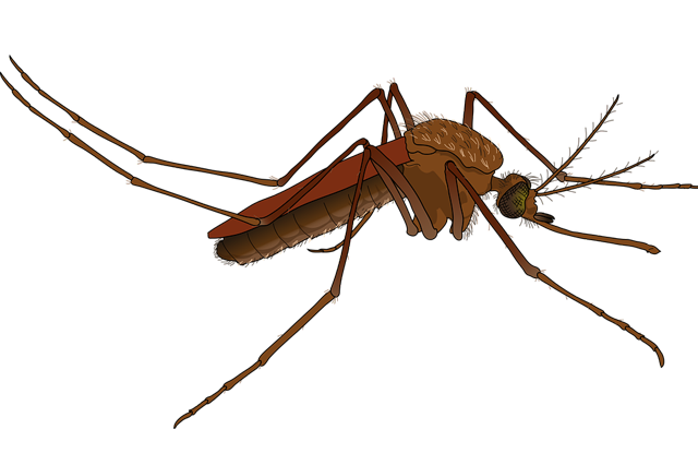 Mosquito Control Newcastle