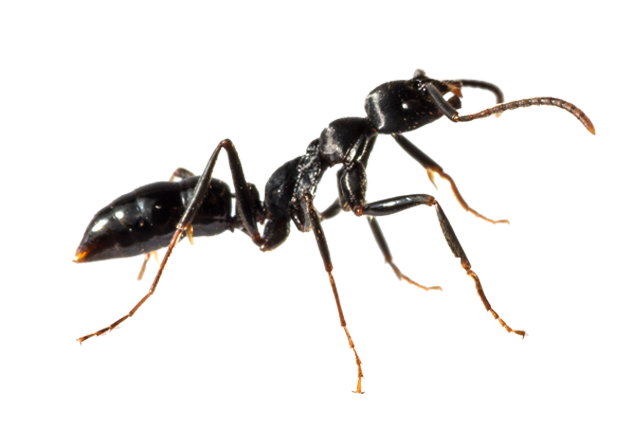 Newcastle Ant Pest Control
