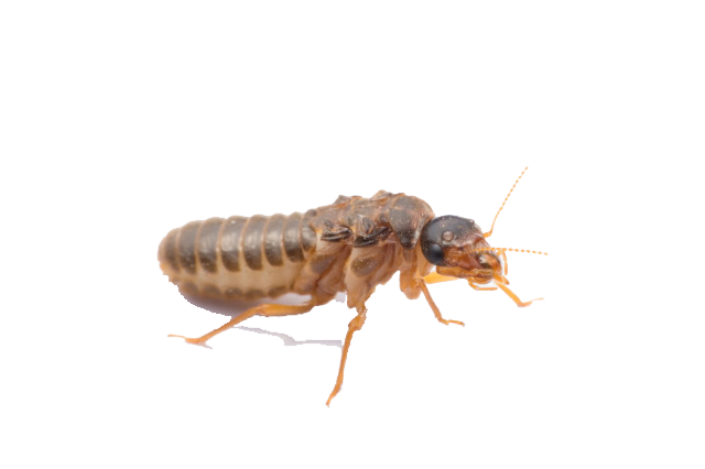 Termite Control Termite Pest Control