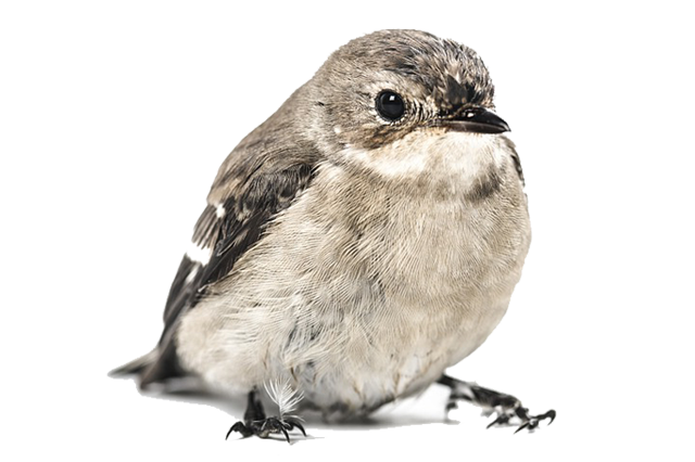 Wildlife Removal Lake Macquarie