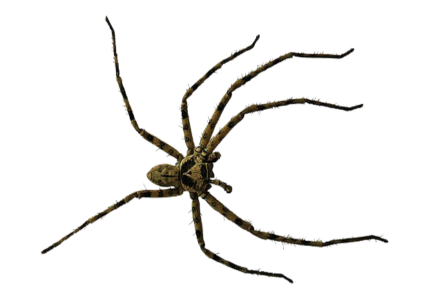 Spider Control Spider Pest Control Newcastle