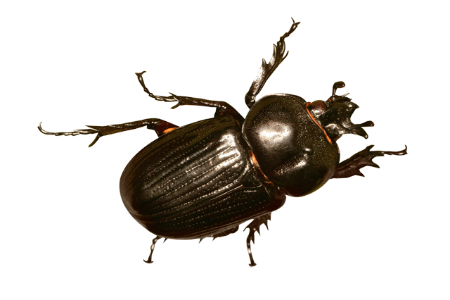 Beetle Pest Control Newcastle Beetle Pest Control | Beetle Control Maitland