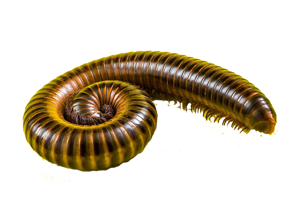 Centipeds & Millipedes Lake Macquarie