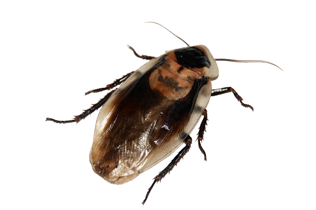 Cockroach Pest Control Cockroach Pest Control Services Newcastle | Cessnock