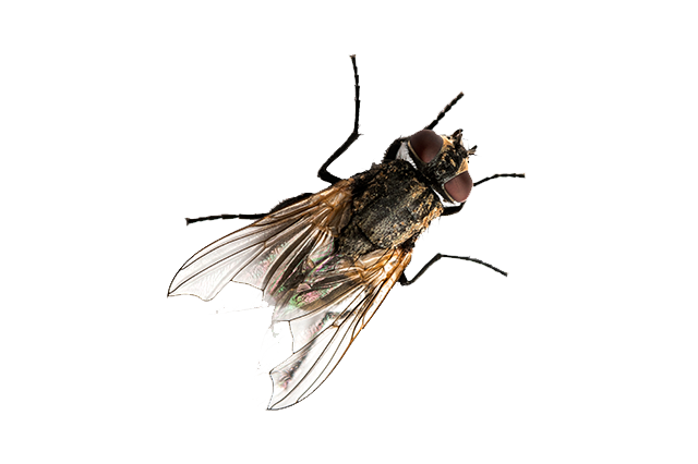 Flies Pest Control Newcastle