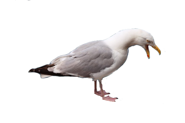 Wildlife Nuisance Control Newcastle NSW | Animal Removal Services Cessnock