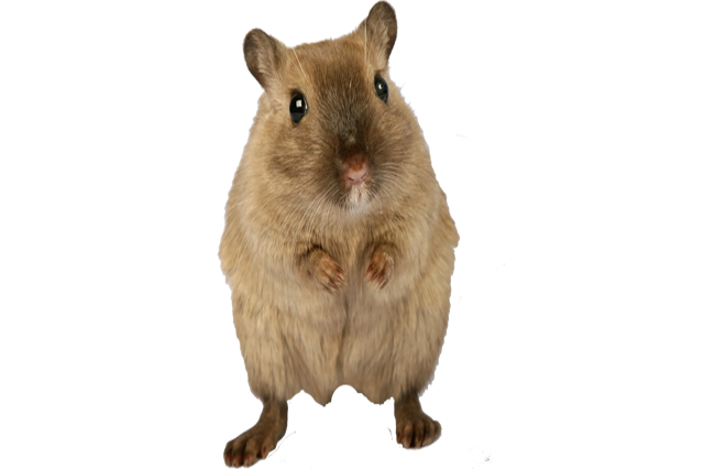 Rodent Control Rodent Pest Control