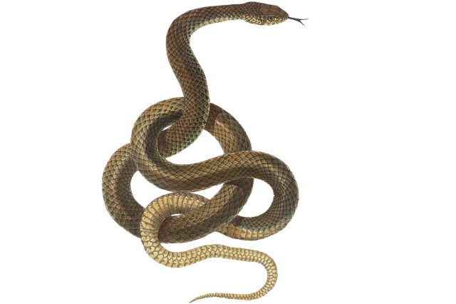Snake Removal Newcastle&nbsp;